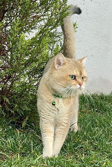 Pişiklər: Şotland — 3