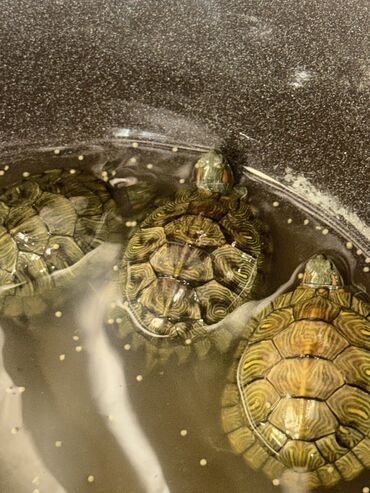 Другие животные: Красноухие черепашки,самые низкие цены,разным размеров и — 1