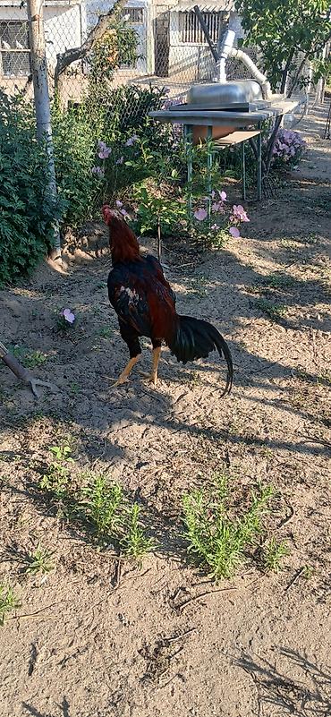 heyvan: SUPER HEYVANDI 10 AYLIQDI DAS PIPIK REAL ALICIYA ENDIRIM VAR FIKRI — 1