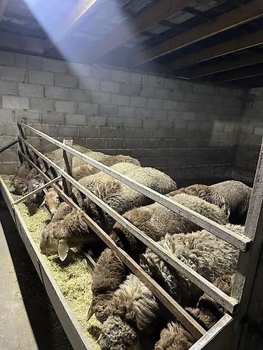Баран, овца: Продаю | Баран (самец) | Гиссарская | На забой, Для разведения — 8