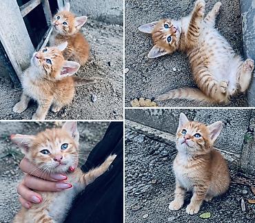 Heyvanlar: Tabbi, Yaxşı əllərə — 2