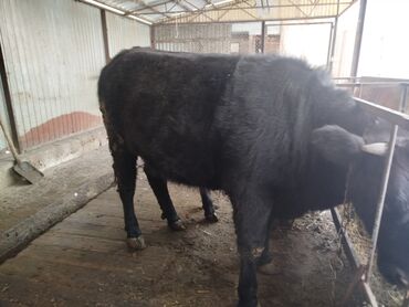 Коровы, быки: Продаю | Тёлка | Швицкая | На откорм | Привязанные — 3