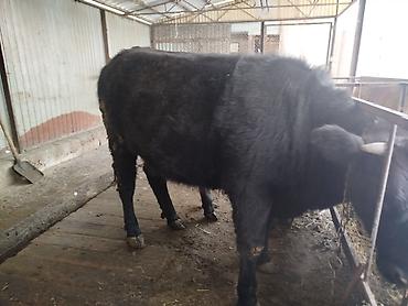 Коровы, быки: Продаю | Тёлка | Швицкая | На откорм | Отела не было — 1