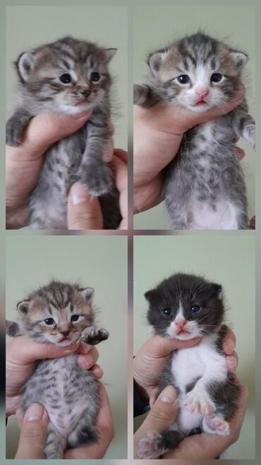 продам котенка британца: В добрые руки