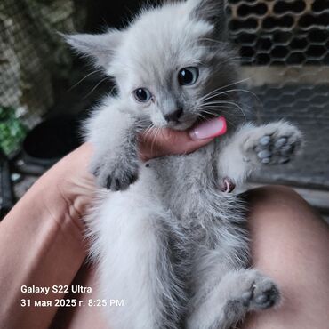 Продажа кошек: Сиамская, 1 месяц, Мальчик, Белый, Проглистована