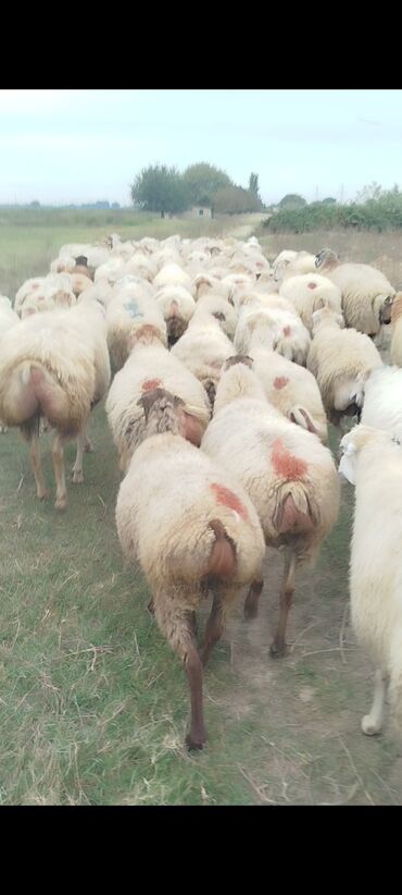 Qoyunlar, qoçlar: Dişi, il: 1, 50 kq, Damazlıq, Ünvandan götürmə — 8
