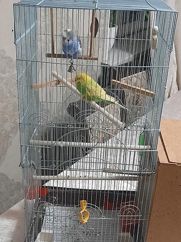 Птицы: Продаю или меняю. Волнистые попугаи с клеткой — 4