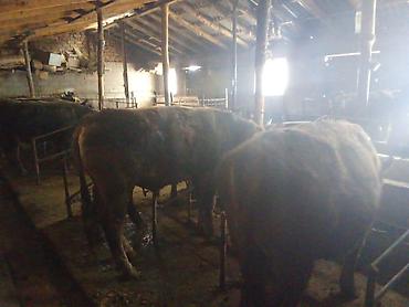 Коровы, быки: Продаю | Бык (самец) | На откорм | Привязанные — 14