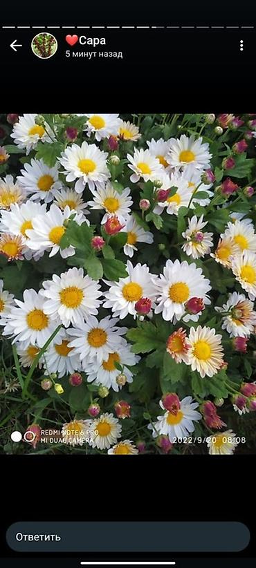 ролл шторы в бишкеке цены: 🌸 ШАРОВИДНЫЕ ХРИЗАНТЕМЫ — ОПТОМ ОТ ПРОИЗВОДИТЕЛЯ 🌸 Предлагаем — 7