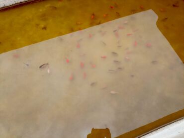 Balıqlar: Oranda2 quyruq qiyməti 2 manat. 4 quyruq qiyməti 3 manat Ünvan — 23