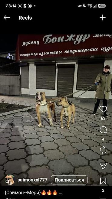 Иттер: Отдаем щенков в добрые и заботливые руки, мальчики. Наличие теплой — 9