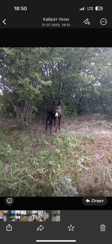 ишак с бричкой: Осёл с ослёнком на продажу. Животные здоровы, содержатся в хороших