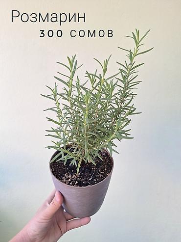 комнатный цвиты: 🌿 Комнатные растения/цветы (детки/молодые растения). 🪴 Названия и цены — 8