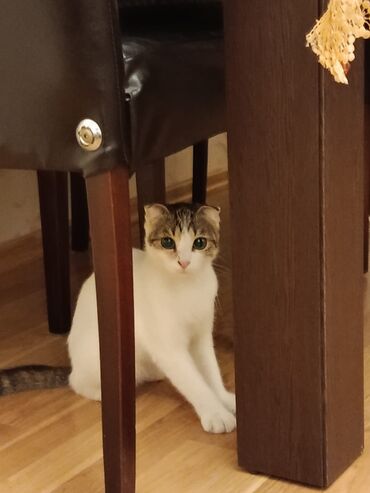 menks cinsli pişik: Dişi
