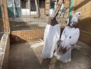 Другие с/х животные: Породные голуби с «чубом» и мощным зобом (дутыши/крякуны), окраска — 2