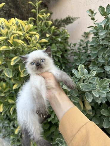 etibarli əllərə verilir: British blue point sinsila mavi goz mavi gozde qalacaq goz rengi