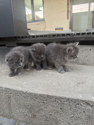 британский вислоухий кот цена: Продаю котят, возраст 1 месяц. Полукровки