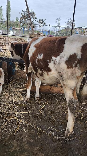toyuq satılır: Satılır: xallı dana - Növ: iri buynuzlu heyvan, dana - Rəng — 1