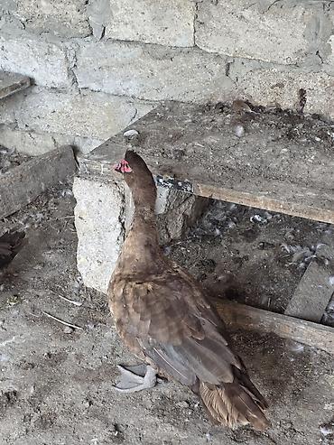 keci: Muscovy (indoutka) ördəyi – qəhvəyi rəngli, bədənində ağ ləkələr — 3