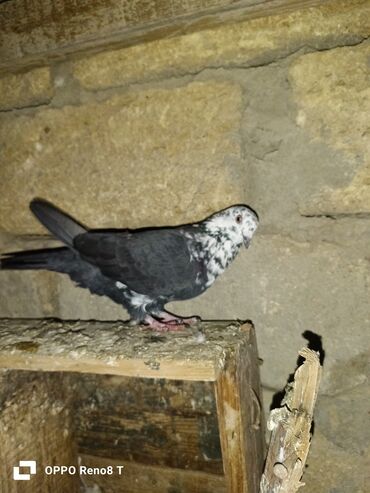 Göyərçinlər: Quslarin heresin öz qiymeti var uçan quslardi optum isdiyen olsa 1i — 2