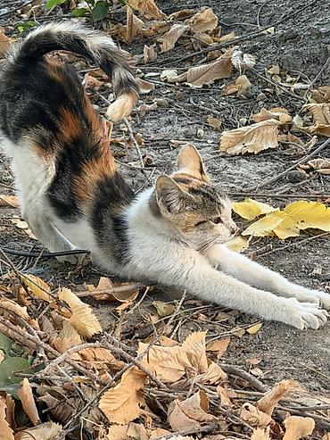 черепаховая кошка: Трёхцветный котёнок (черепаховый окрас) девочка. Подходит для квартиры — 4