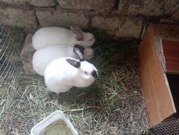 клетки для птиц: Kaliforniya dovşanları satlır damazlıqada yarıyır kesib yemeyede