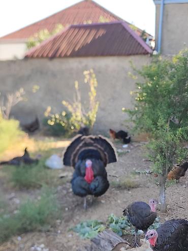 vendam kendi: Erkək, Amerika, Ətlik, Ünvandan götürmə — 8