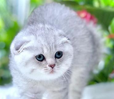 Pişiklər: Britan — 8