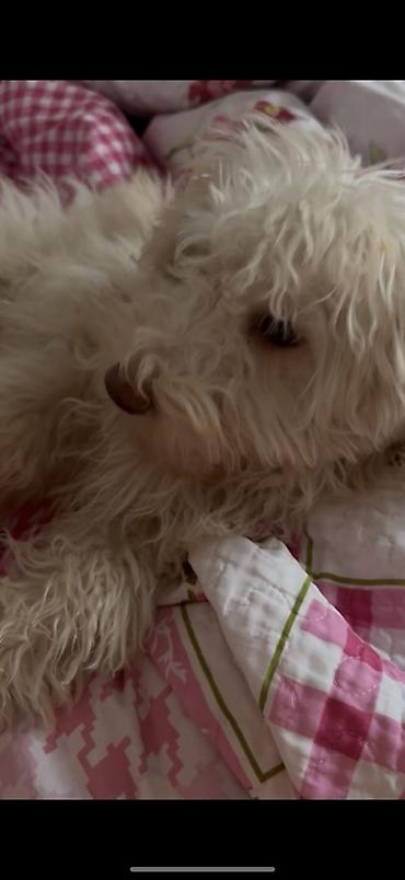 İtlər: Pudel, 4 ay, Erkek — 7