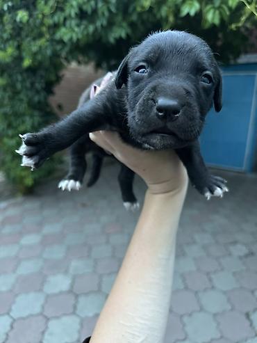 бекер уй: 🐶 Продаются щенки породы питбуль 🐶 Предлагаются к продаже красивые — 3