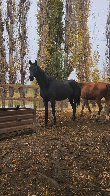 дог собака: Продаю | Кобыла (самка) | Полукровка | Рабочий