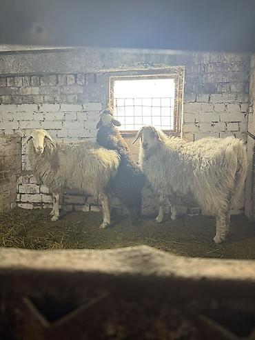 Баран, овца: Продаю | Овца (самка) | На забой, Для разведения | Матка — 7