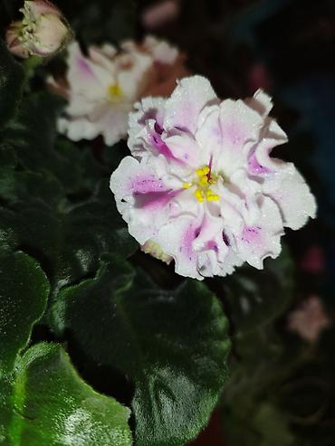 Фиалки и глоксинии: Продаю разные цветущие фиалки Цена за нецветущий 100 сом, остальные — 1