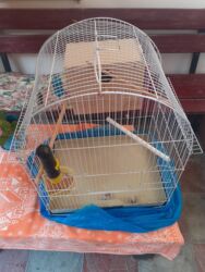 британская голубая кошка: 40 AZN.Ünvan:Binəqədi sentr.Çatdırılma yoxdur