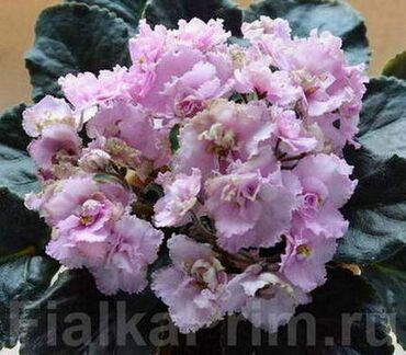 Фиалки и глоксинии: 🌱🌺🌱 Продаю сортовые ДЕТКИ стандартных фиалок🌱🌺🌱. Цены от 80-150 сом — 4