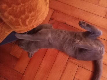 Pişiklər: Şotland, Erkək, Yaxşı əllərə — 10