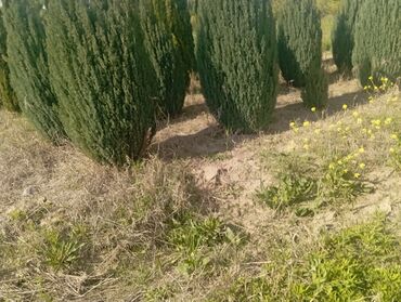 Ağaclar: Her növ ağaclar ve dekarativ ağaclar çox ucuz ve qarantili gubresiz — 28