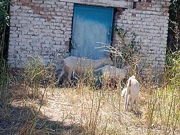 молоко осла: Продаю | Коза (самка) | Полукровка | Для молока — 3