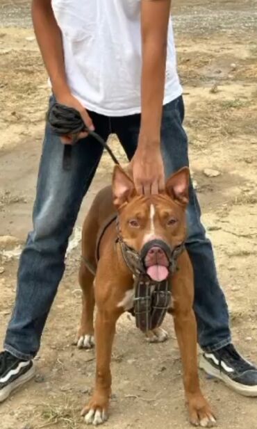 it pitbul: Pitbul, 4 il, Erkek, Ünvandan götürmə