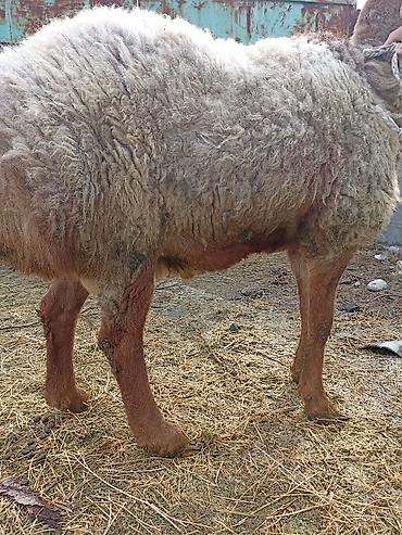 Баран, овца: Продаю | Овца (самка) | Арашан | Для разведения — 5