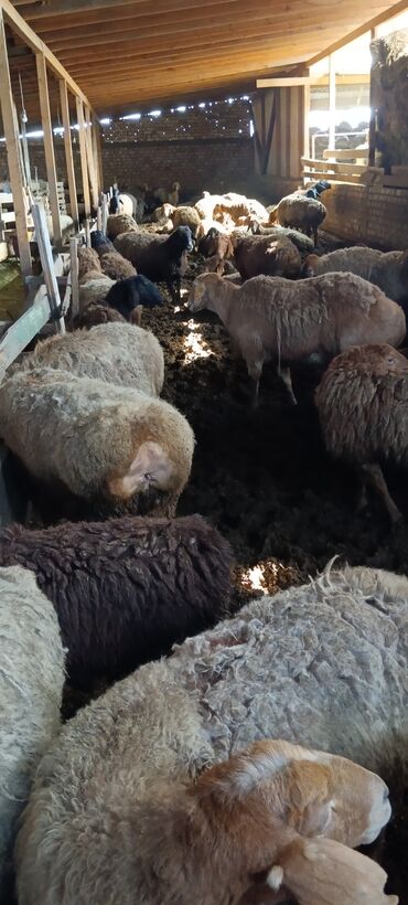 Бараны, овцы: Семиз чон койлор сатылат,
калоочуларга сойупта беребиз