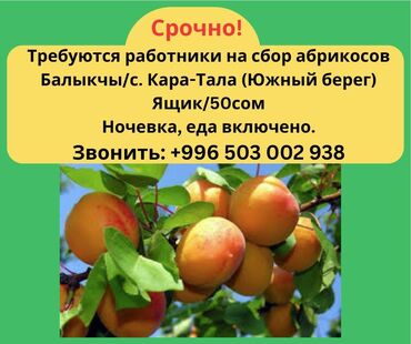 я ищу работу в бишкеке: Требуется Сборщик урожая, Оплата Сдельная