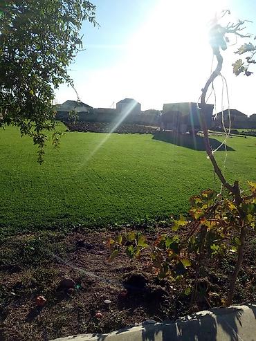 Toxumlar: Qazon yüksək keyfiyyət münasib qiymətə enni yarpaq danimarka toxumu — 5