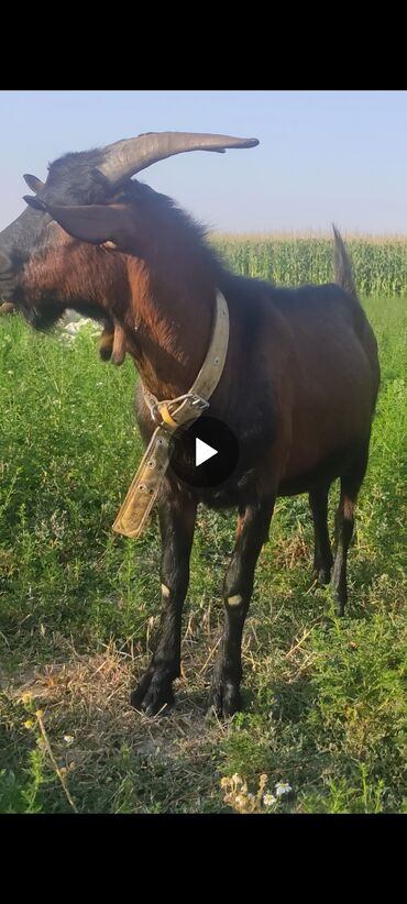 арслан козу: Продаю козла порода чешский, 2 зуба 
цена договорная