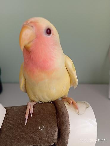 неразлучник: 🐦 Sevgi (nerazlucnik) papuqayı balaları satılır 🐣 1 ay yarımlıqdılar — 5