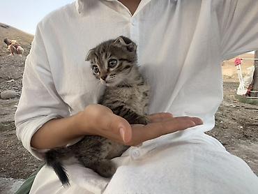 кот сфинкс: Котята в добрые руки. Порода: шотландская вислоухая и прямоухая В — 1