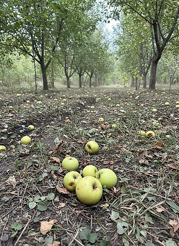 Продажа участков: 6 соток, Красная книга, Тех паспорт, Договор дарения at lalafo.kg — 1 Продажа участков: 6 соток, Красная книга, Тех паспорт, Договор дарения — 1