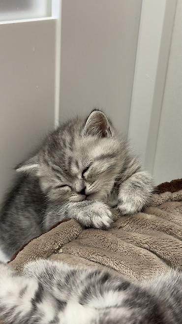 Продажа кошек: Три кошки и один кот Породистые котята серебристого окраса — 35