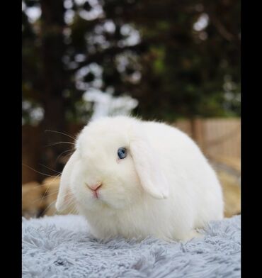 karlik dovşanlar: Anaata 4 bala munasib qiymete catdirilma pulsuz