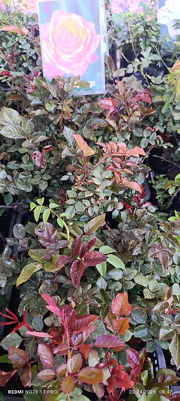 Rose saplings: Саженцы — 1